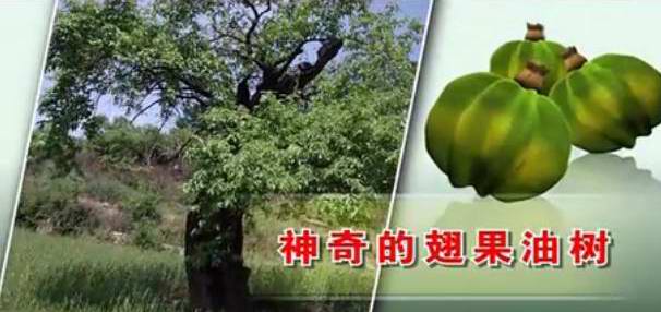 神奇的翅果油树