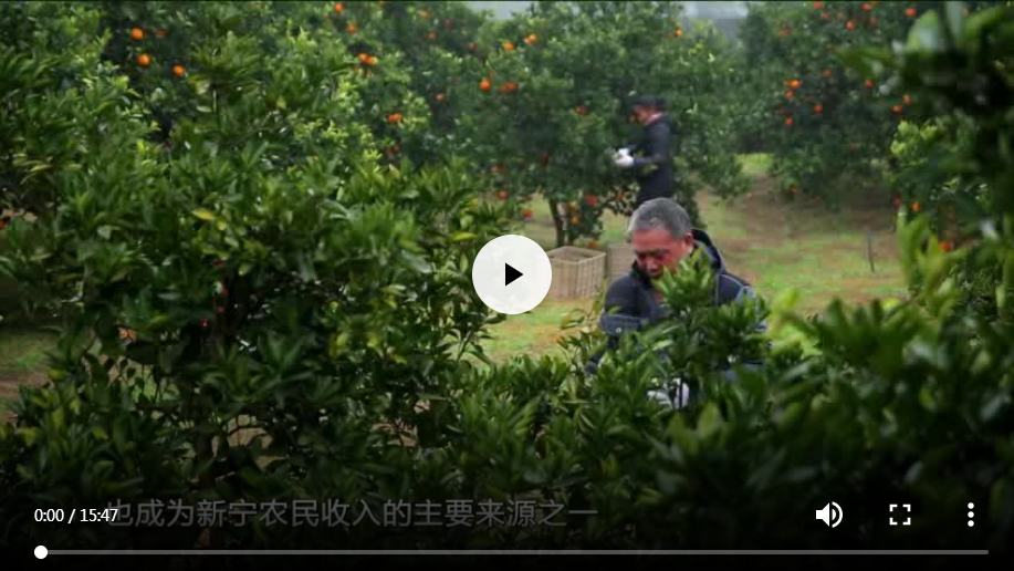 乡村振兴三湘行—新宁脐橙