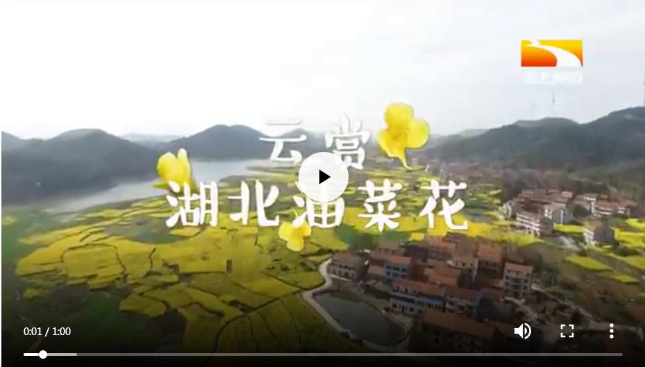 云赏湖北油菜花