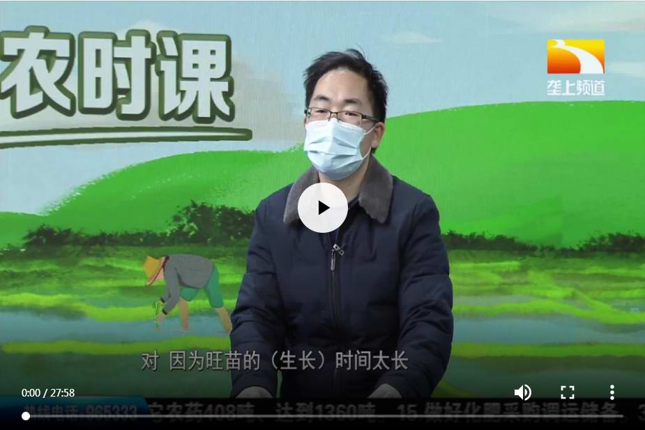 茄果类苗床控旺推迟移栽技术要点