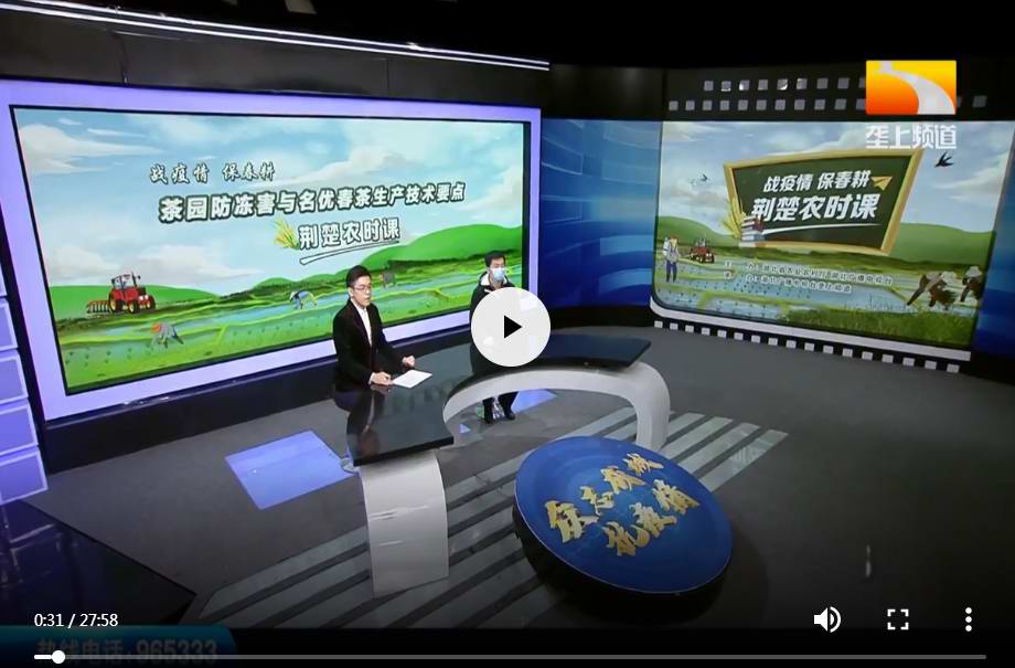 茶园防冻害与名优春茶生产技术要点