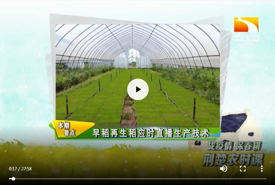 早稻再生稻应时直播生产技术要点