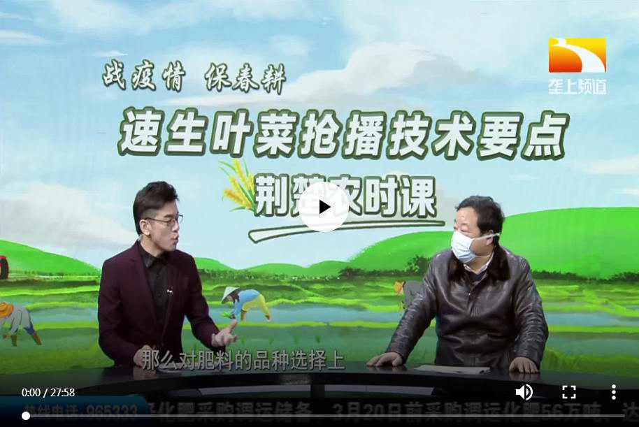 速生叶菜抢播技术要点