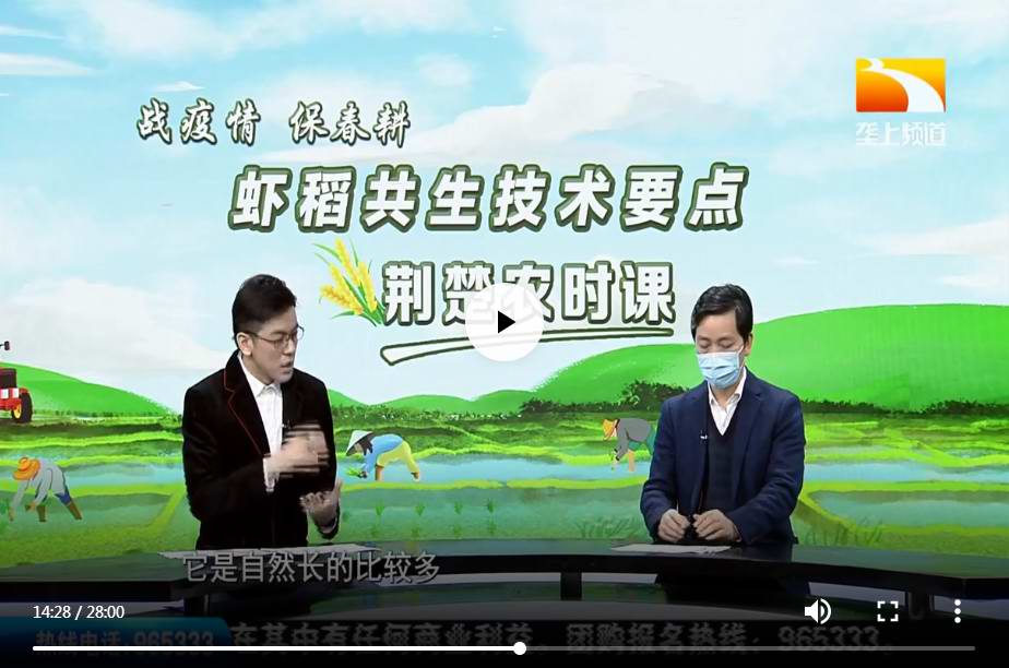 虾稻共生技术要点