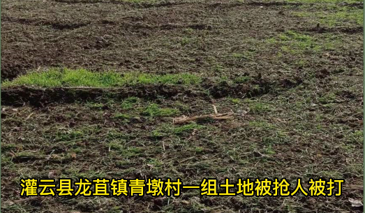 灌云县龙苴镇青墩村一组土地被抢人被打(视频)