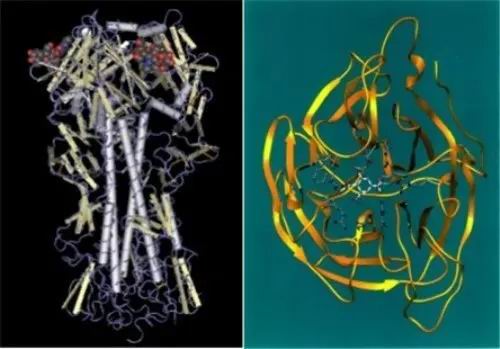  H5N8病毒肆虐全球，我国家禽为何“独善其身”